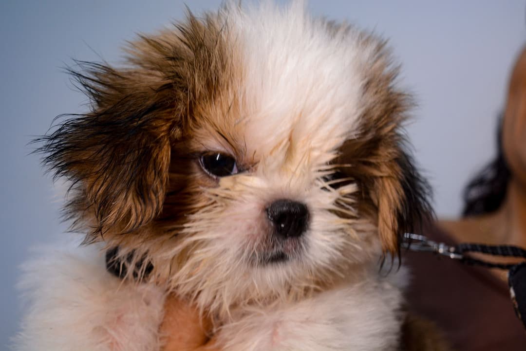 Pet 1
