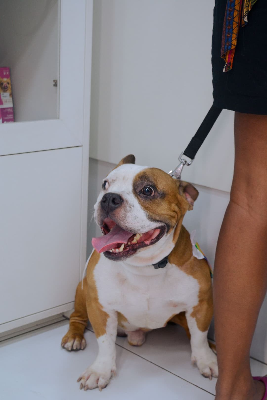 Pet 2