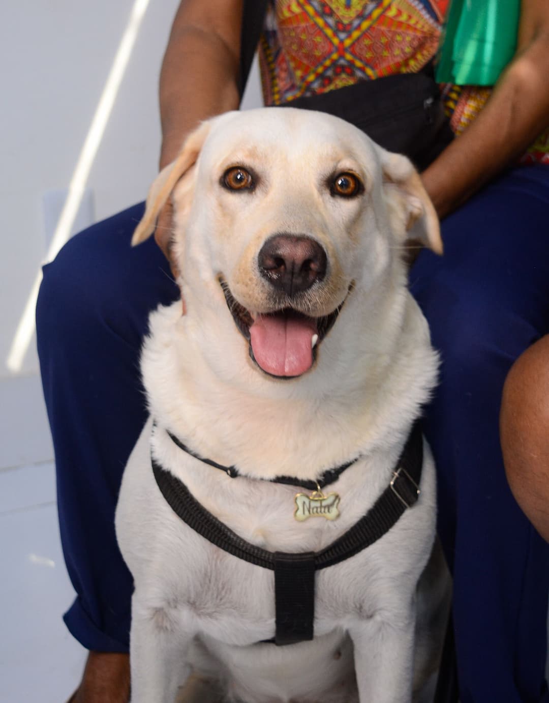 Pet 3